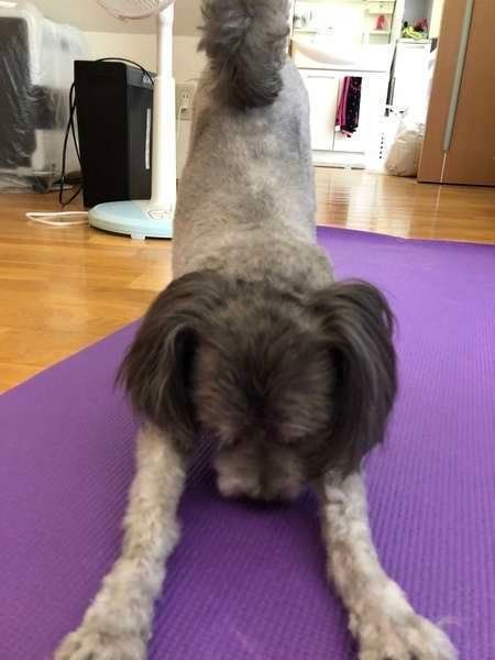 【調査結果】実際に犬の介護で役立ったグッズ〜排泄・移動編〜