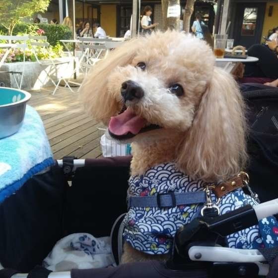 洋服を着るトイ・プードル