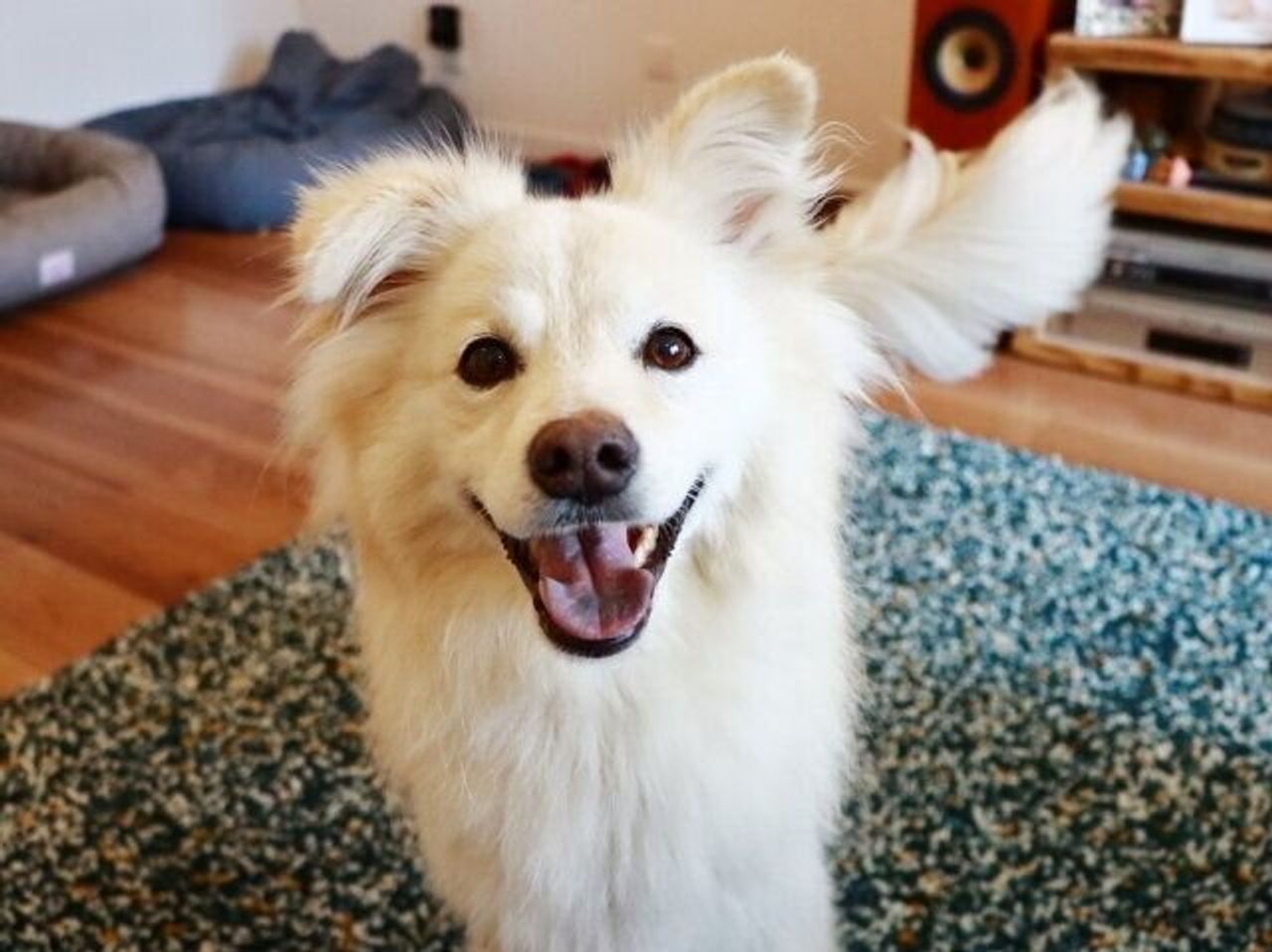 犬に対する素朴な疑問 穴澤賢の犬のはなし いぬのきもちweb Magazine 犬に対する素朴な疑問 穴澤賢の犬のはなし いぬのきもちweb Magazine