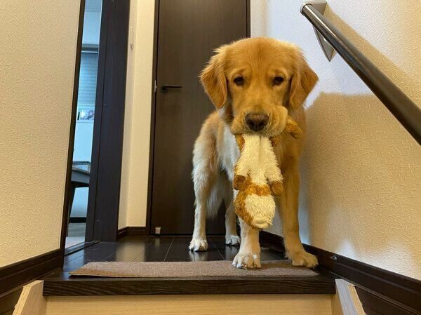 ぬいぐるみをくわえるセナくん