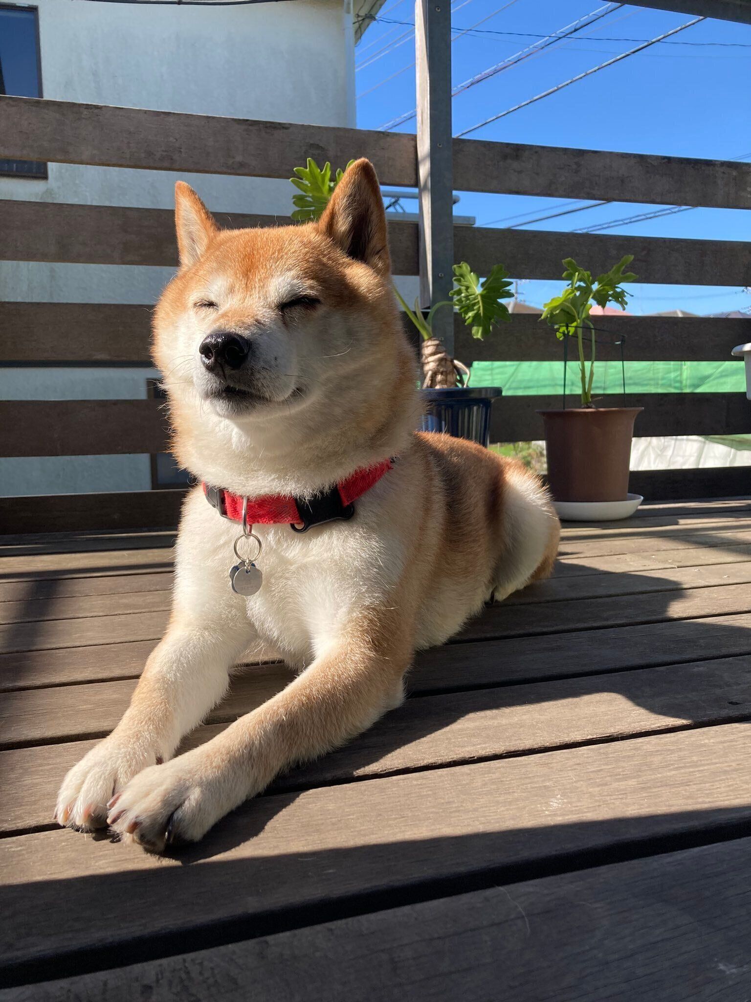 お庭でのんびりとした時間を過ごすポンたろうくん　リラックスした表情がかわいい