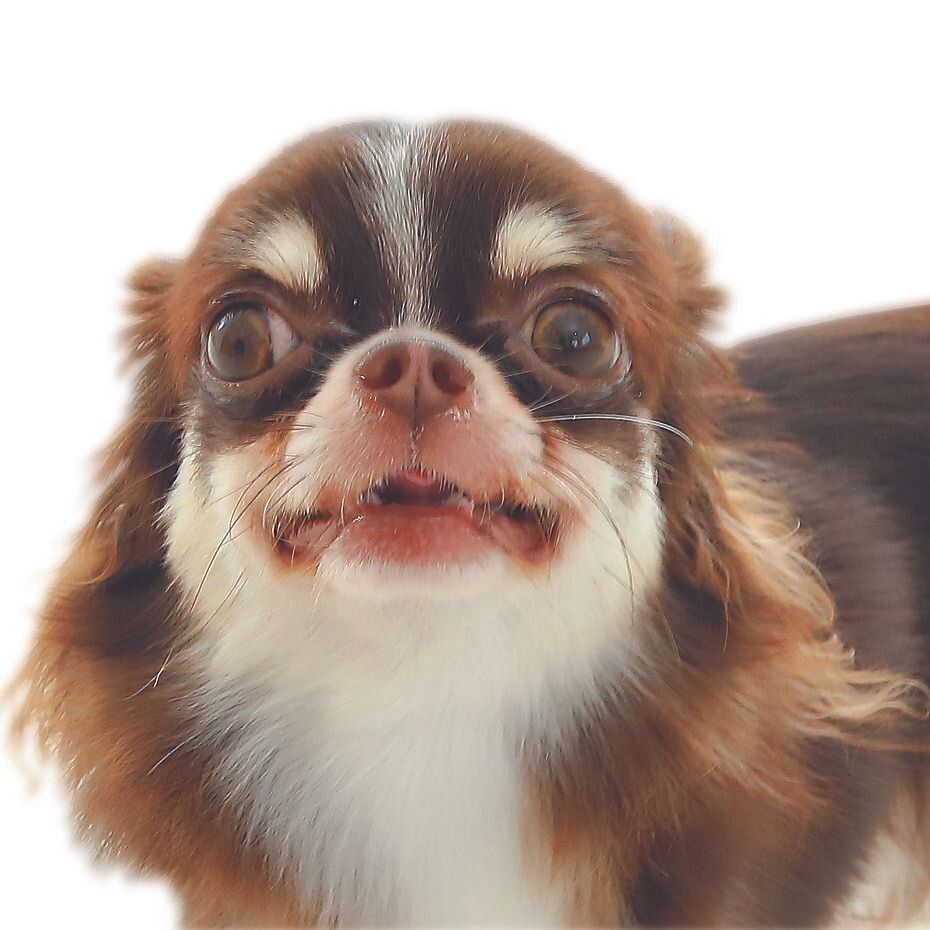 耳は上がることもあれば、倒れていることも