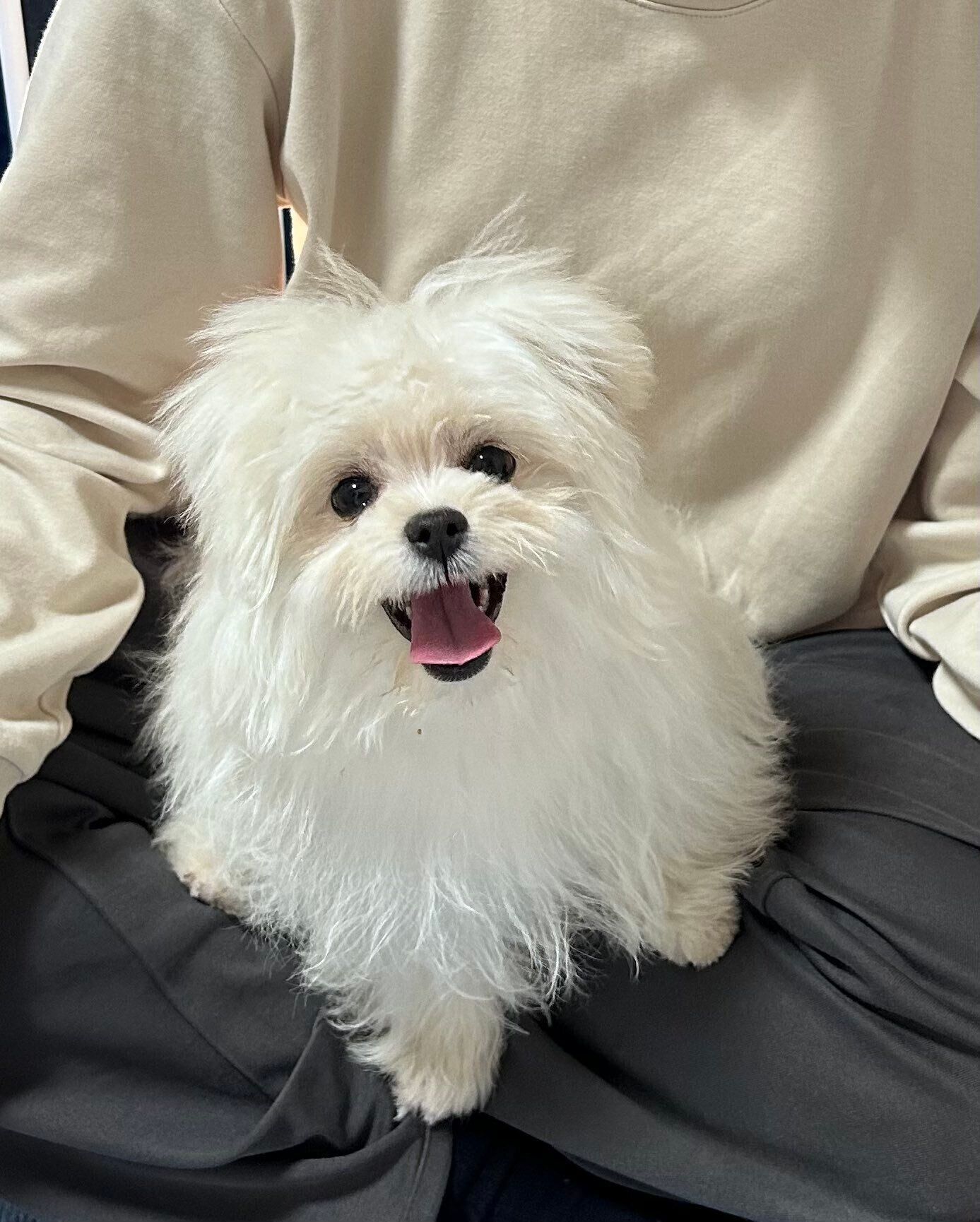 生後4カ月頃の犬