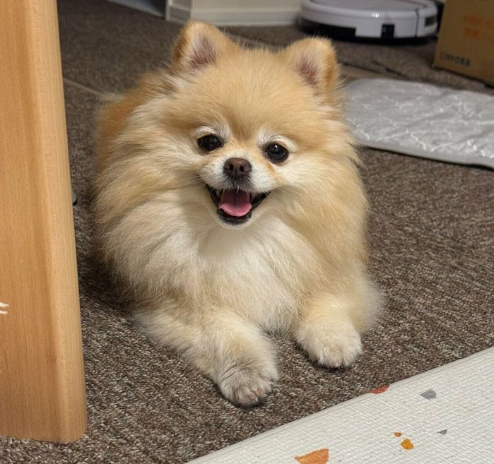 笑顔で飼い主さんを見つめる若様
