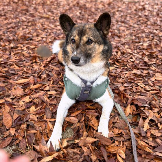 落ち葉がいっぱい