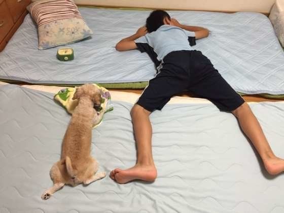 子どもが苦手な犬の対処方法 犬が子どもを嫌がる時どうすればいい？