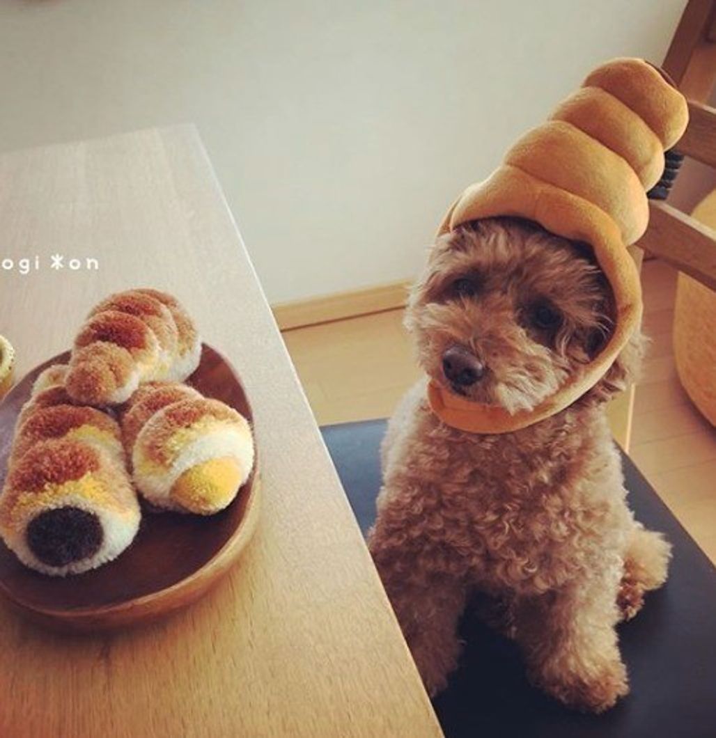 みんな大好き 3コインズ 可愛くてちょっと笑えるプチプラ犬グッズ いぬのきもちweb Magazine みんな大好き 3コインズ 可愛くてちょっと笑えるプチプラ犬グッズ いぬのきもちweb Magazine