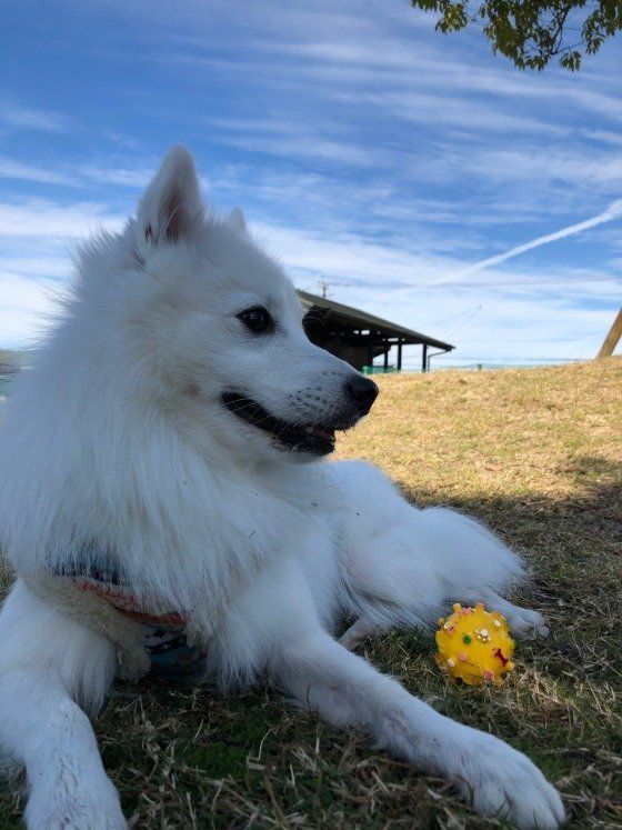 日本スピッツのテツちゃん