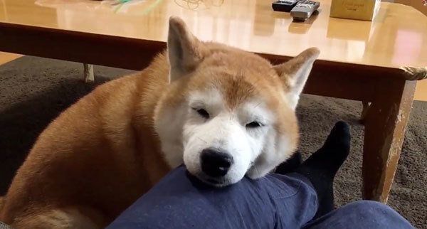 犬なのに猫背のロペさん