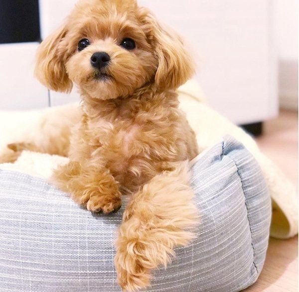 くつろぐトイ・プードル