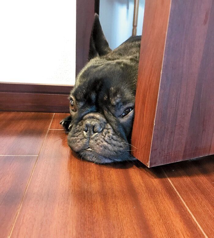 フレンチ・ブルドッグ・とこまくん・ぺたんこ