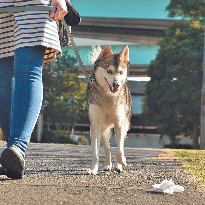 リードをやや短めに持って拾い食いを回避