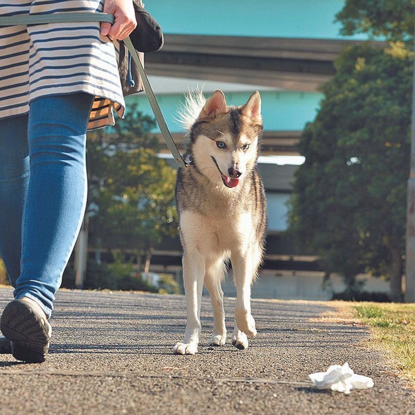 散歩中の クンクン どこまでok 拾い食いを防ぐには いぬのきもちweb Magazine 散歩中の クンクン どこまでok 拾い食いを防ぐには いぬのきもちweb Magazine