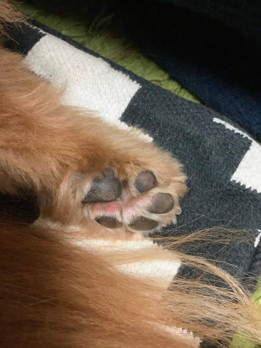 連載「こぐま犬てんすけ」