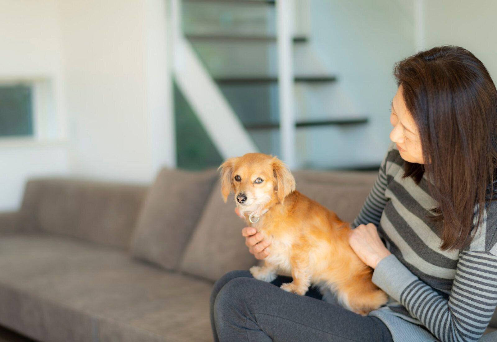 Jackery Japan　ジャクリ　ポータブル電源　犬　在宅避難　自宅避難　キャンプ　アウトドア　ソーラーパネル