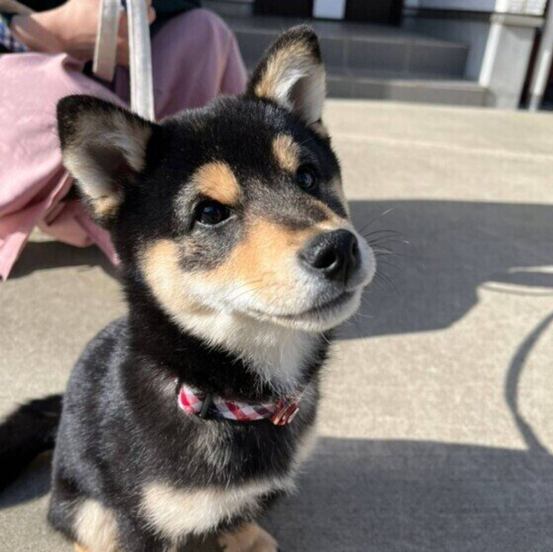 子犬がみせるかわいいしぐさ どんな気持ちが隠れている いぬのきもちweb Magazine 子犬がみせるかわいいしぐさ どんな気持ちが隠れている いぬのきもちweb Magazine