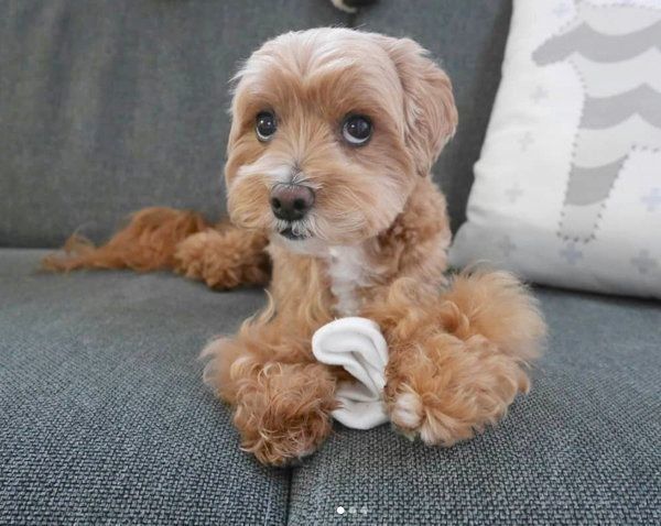 靴下を奪うアンちゃん