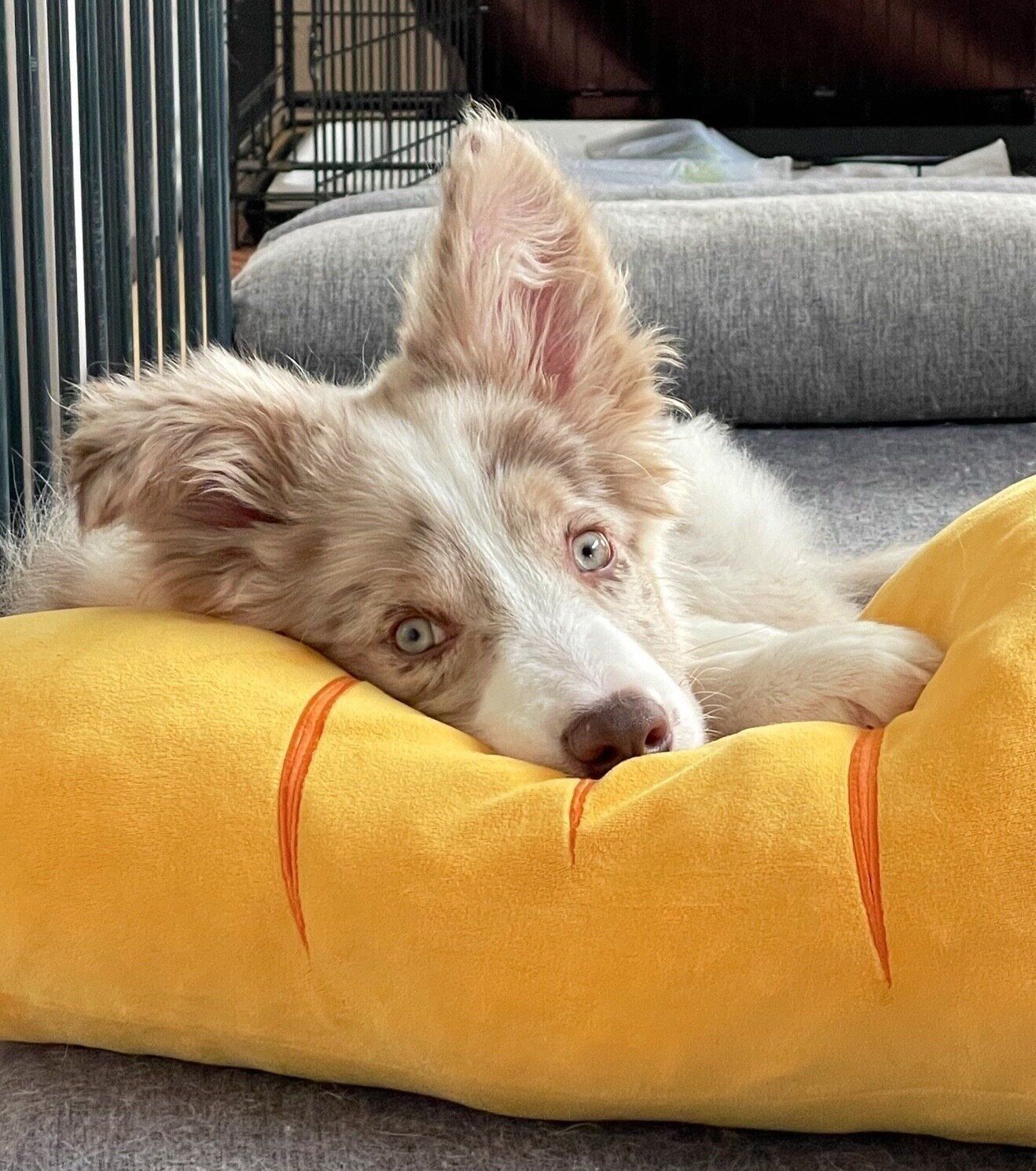 見つめるラグナくん