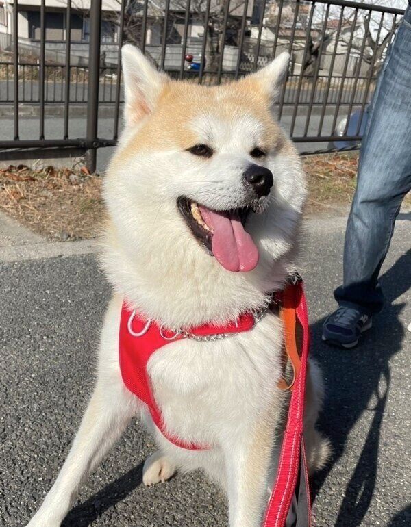 最高の笑顔でおやつをおねだりするももちゃん