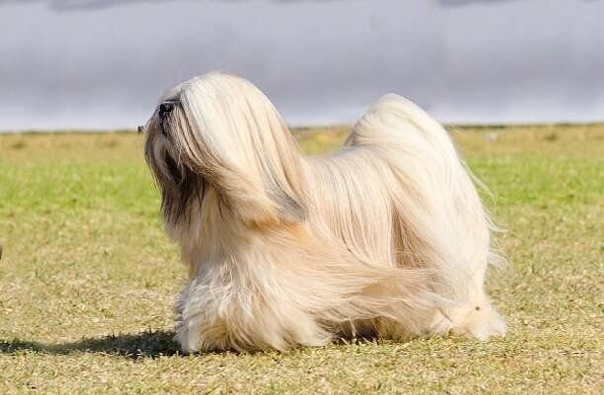 ラサ アプソの特徴 性格 最新価格と飼い方 いぬのきもち 犬図鑑 いぬのきもちweb Magazine ラサ アプソの特徴 性格 最新価格と飼い方 いぬのきもち 犬図鑑 いぬのきもちweb Magazine
