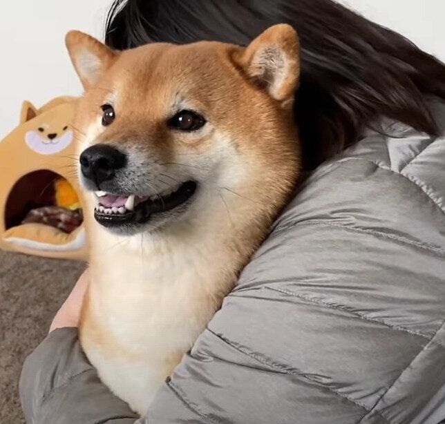 見たことのないはしゃぎっぷり 全力でパパさんとママさんを出迎える柴犬に癒される いぬのきもちweb Magazine