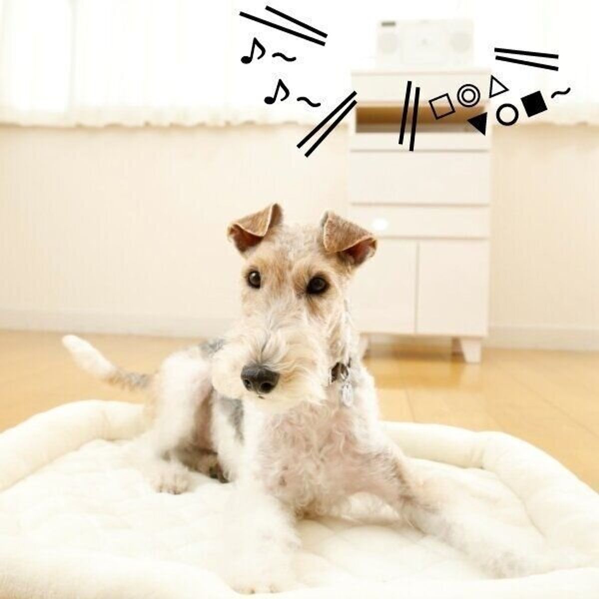 何で吠えるの 物音 に吠える犬の気持ちを翻訳 いぬのきもちweb Magazine 何で吠えるの 物音 に吠える犬の気持ちを翻訳 いぬのきもちweb Magazine