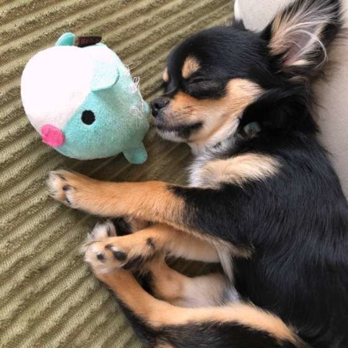 調査 愛犬と一緒に寝ている人は何割 手を握ってくる 寝言を言う 犬も 一緒に寝るリスクもチェック いぬのきもちweb Magazine 調査 愛犬と一緒に寝ている人は何割 手を握ってくる 寝言を言う 犬も 一緒に寝るリスクもチェック いぬのきもちweb Magazine