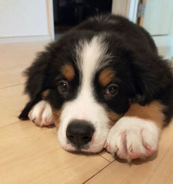 家に迎えた頃のまさおくん