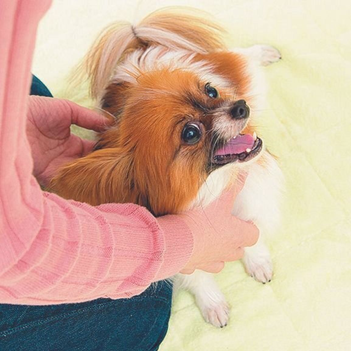 困った犬の甘噛み への裏ワザ対策とは いぬのきもちweb Magazine 困った犬の甘噛み への裏ワザ対策とは いぬのきもちweb Magazine