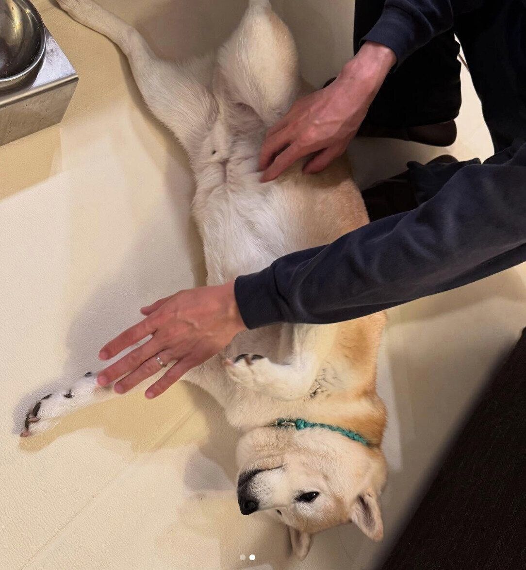 おなかを出すはるくん