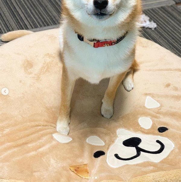 オコ顔になる柴犬