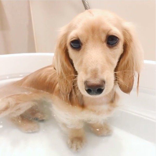 お風呂でウトウトするアムちゃん