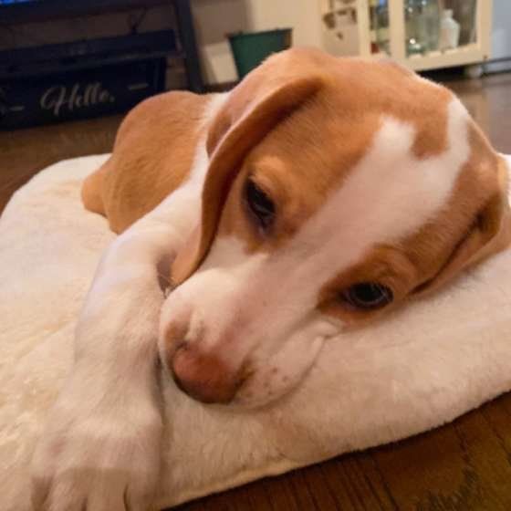 家でくつろぐビーグル