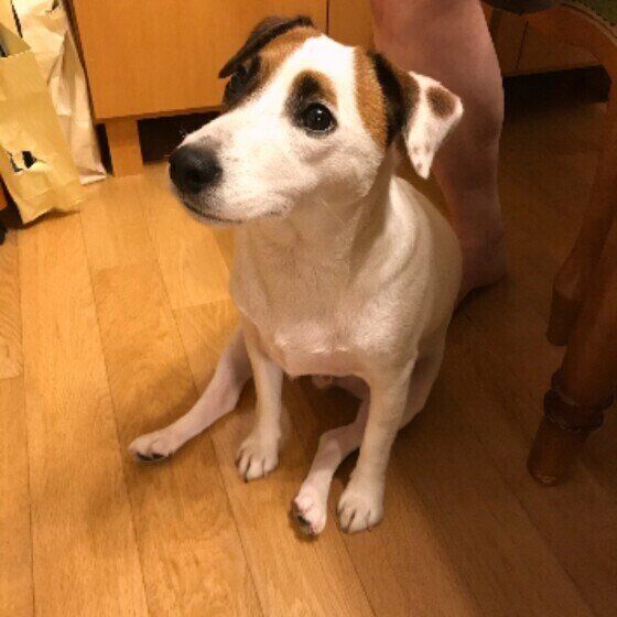 足の甲におしりを乗せるジャック・ラッセル・テリア