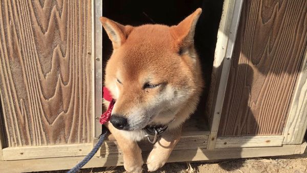カメラを向けられる犬