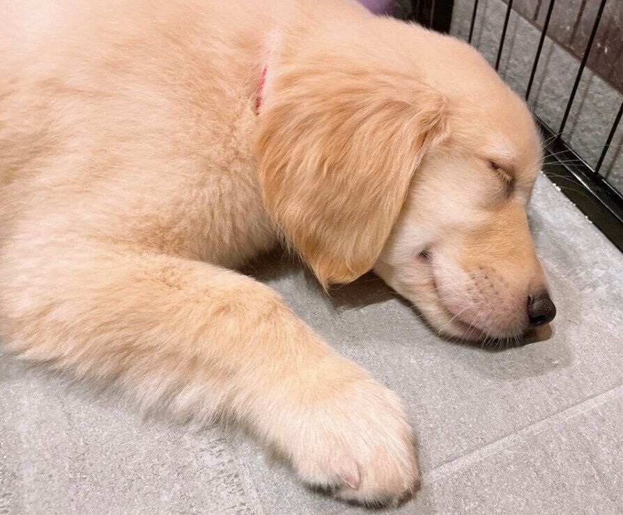 気持ちよさそうに眠るロキちゃん