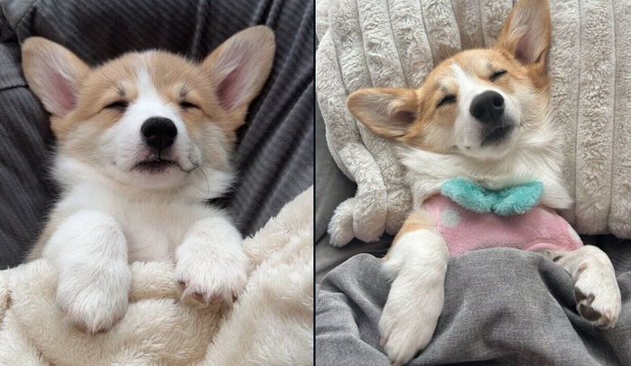 まるちゃんの成長ビフォーアフター写真