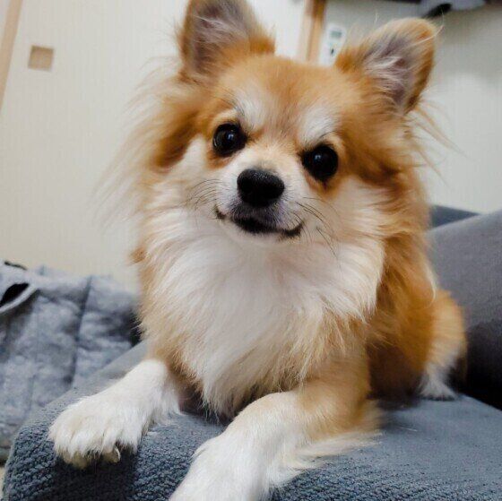 チワワのぷりんくん