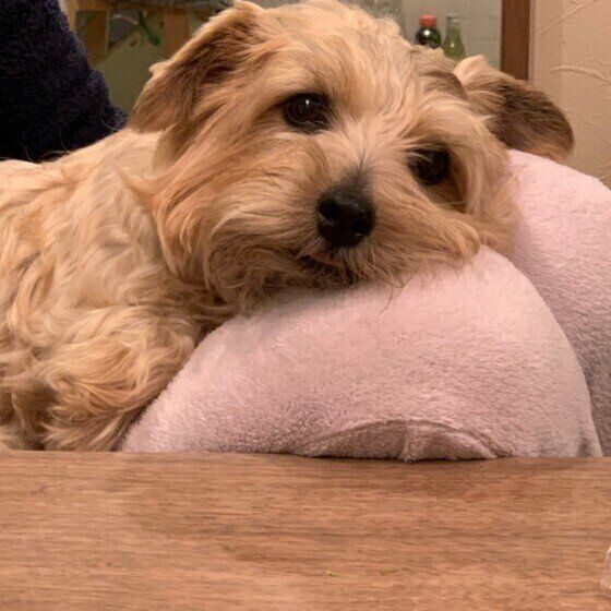 ノーフォーク・テリアのジャッキーくん