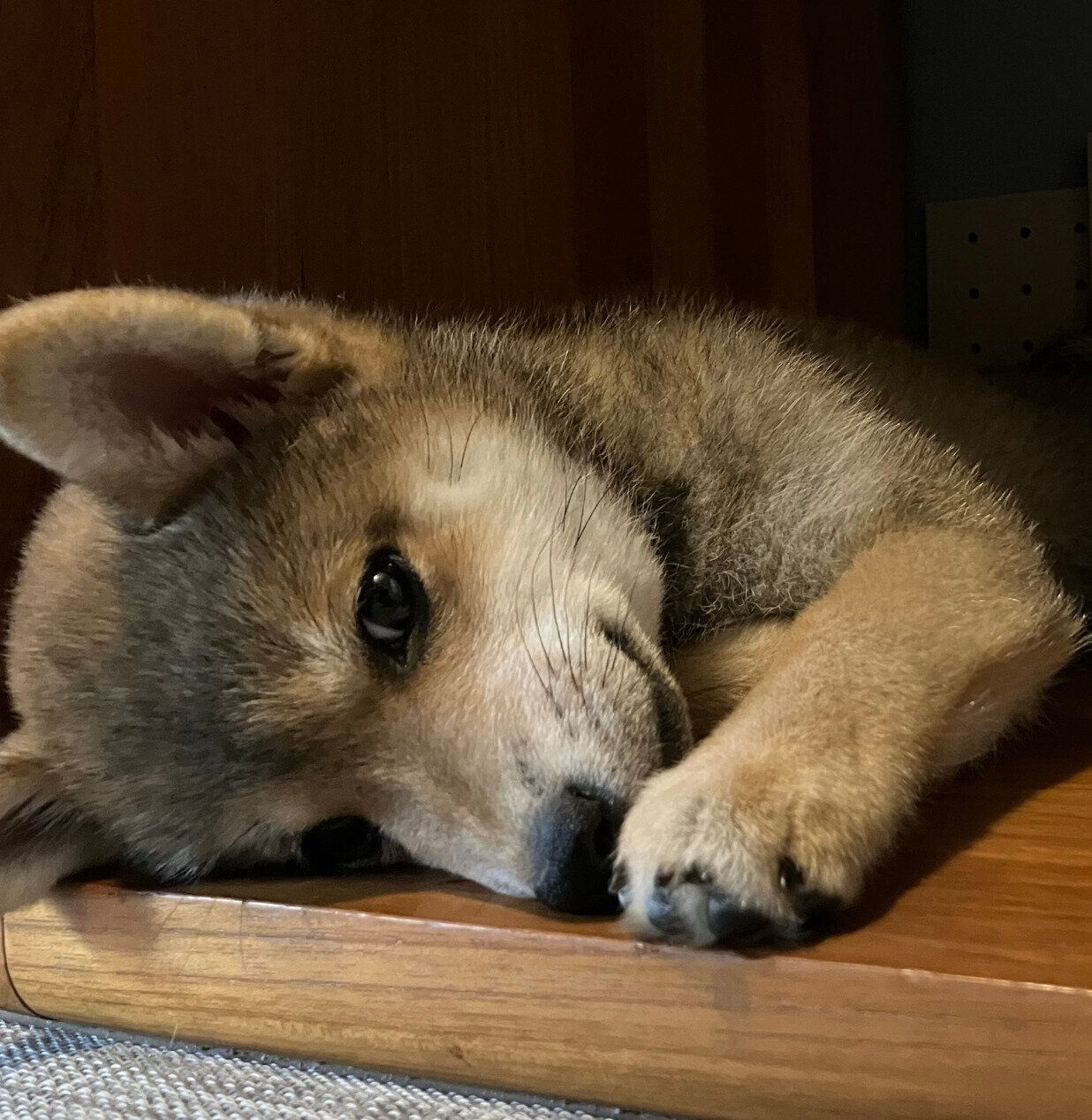 遊び疲れた様子のなっちゃん
