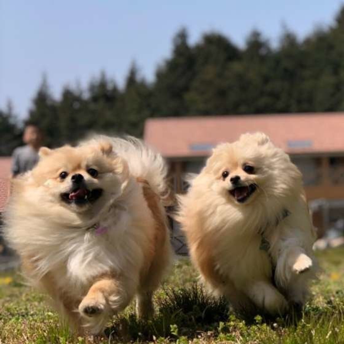 専門家監修 ポメラニアンの被毛の特徴や抜け毛対策 お手入れのコツ いぬのきもちweb Magazine 専門家監修 ポメラニアンの被毛の特徴や抜け毛対策 お手入れのコツ いぬのきもちweb Magazine