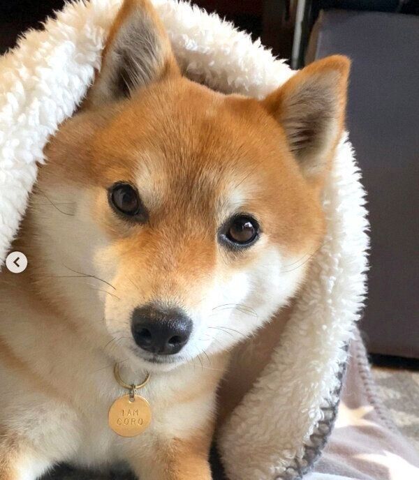 まったりするコロちゃん