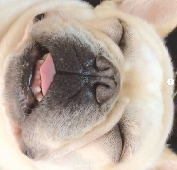 ソファでヘソ天するフレンチ・ブルドッグ