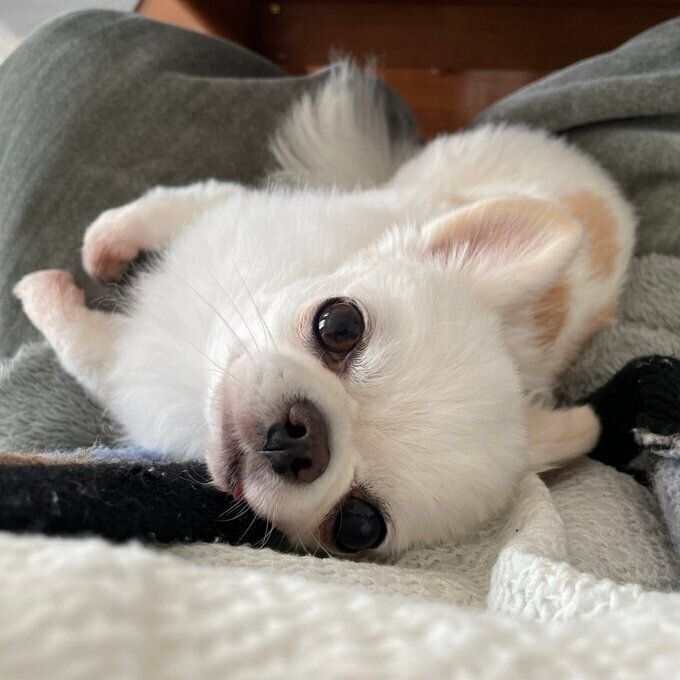 飼い主さんを見つめるしらたまくん