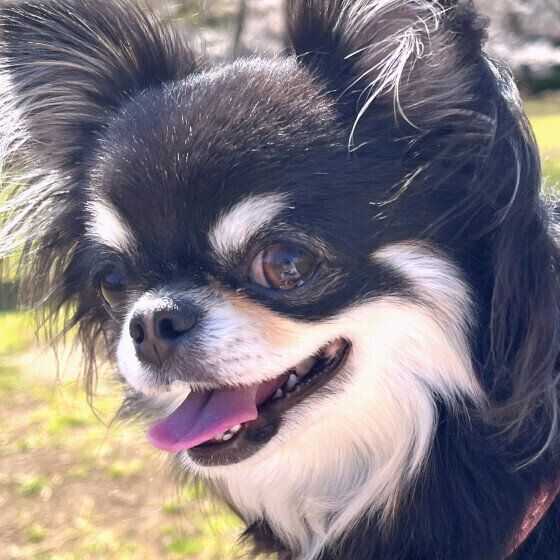 チワワのリボちゃん♪