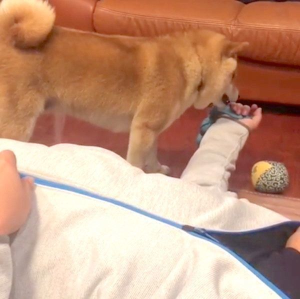 パパさんと遊びたい豆柴