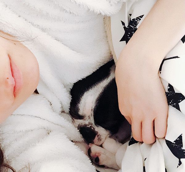 眠るボストンテリア