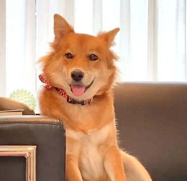 微笑むラテちゃん