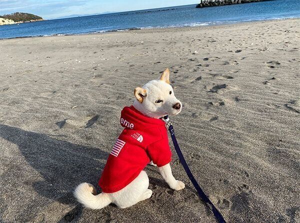 海に来たえるちゃん