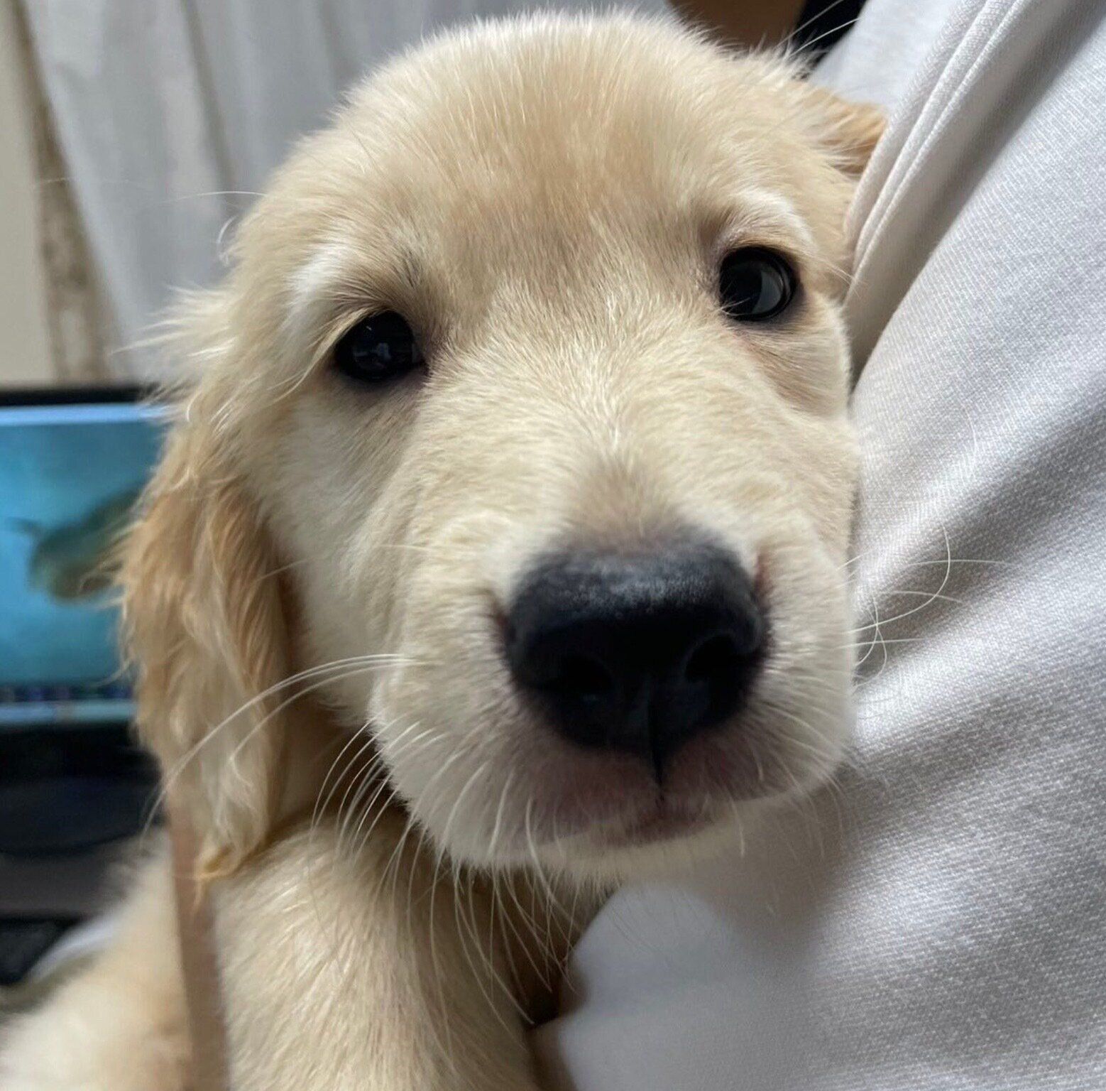 お迎えして間もないころのロキちゃん